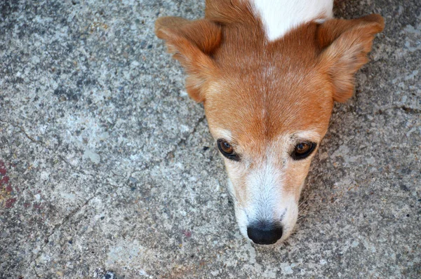 コンクリートの背景に休んで美しい古い混合品種の犬の肖像画 — ストック写真