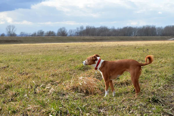 野生の美しい混合品種の犬 — ストック写真