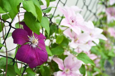 Bahçedeki pembe klematileri kapat.