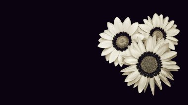 Gazania çiçekleriyle sempati kartı ve kopyalama alanı