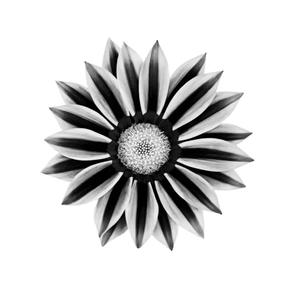 Black White Image Gazania Flower Isolated White Background — Stock Photo, Image