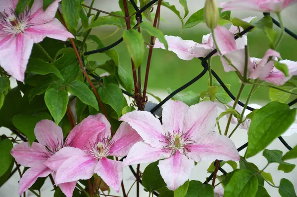Flores Clematis Rosadas Jardín Clematis Pink Fantasy — Foto de Stock