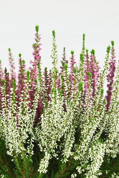 Calluna Vulgaris Plant Heather Flowers — 图库照片