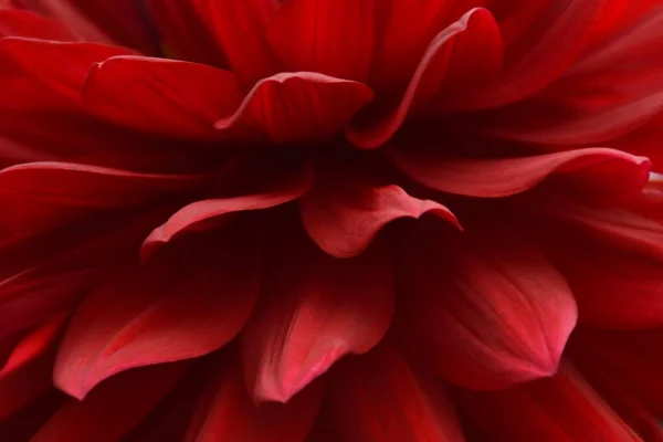 Beau Fond Fleur Dahlia Rouge — Photo