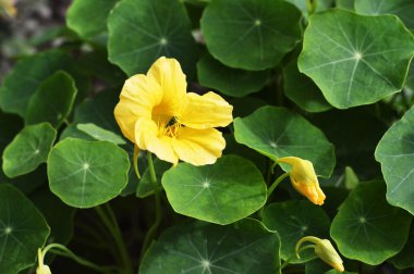 Bahçede sarı nasturtium çiçek