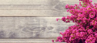 Erica gracilis arkaplanı veya afişi kopyalama alanı ile