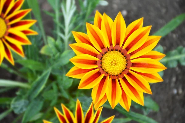 Gazania Flor Margarita Africana Jardín Verano —  Fotos de Stock