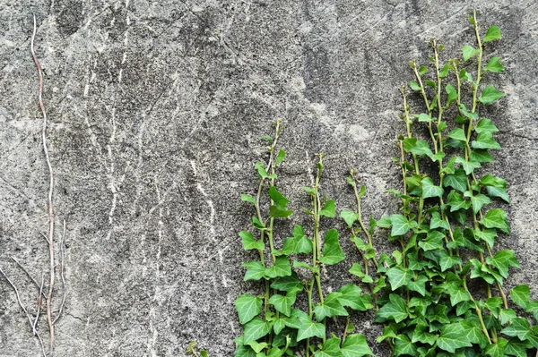 古いコンクリートの壁と登るツタの植物 — ストック写真