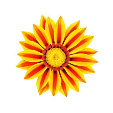 Beyaz arka plan üzerinde izole gazania çiçek