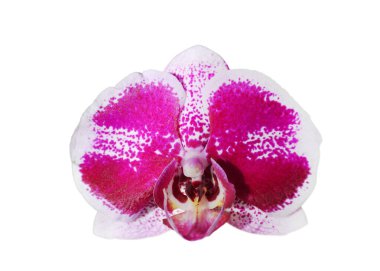 Beyaz arkaplanda izole edilmiş orkide çiçeği