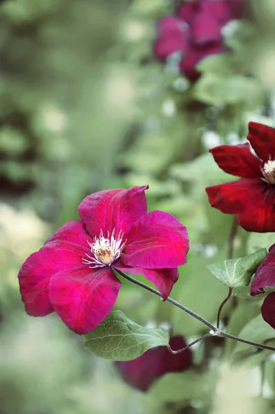 Clematis Rosa Jardín — Foto de Stock