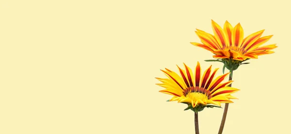 Cartolina Della Festa Della Mamma Sfondo Con Fiori Gazania Spazio — Foto Stock