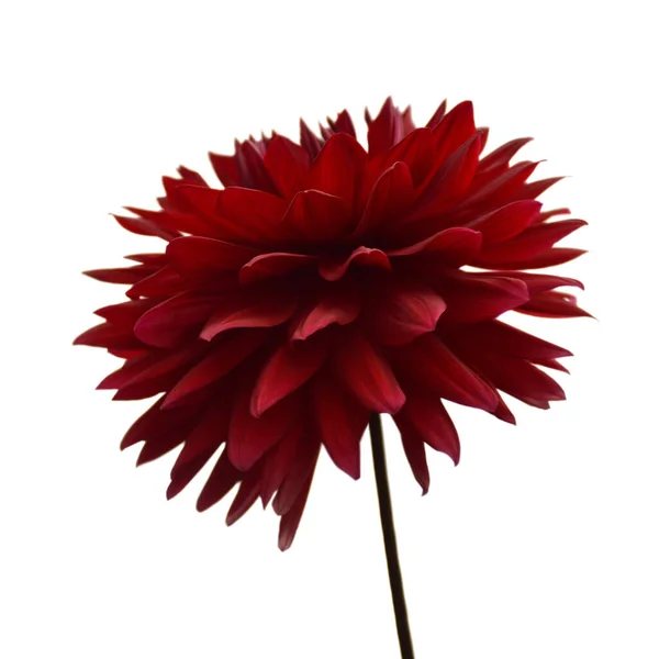 Piros Dália Virág Elszigetelt Fehér Háttér — Stock Fotó