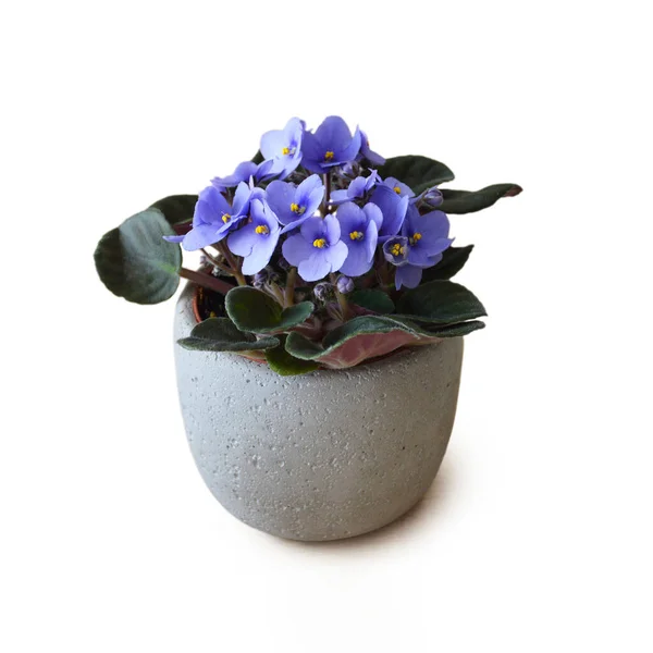 African Violet beyaz arka plan üzerinde izole