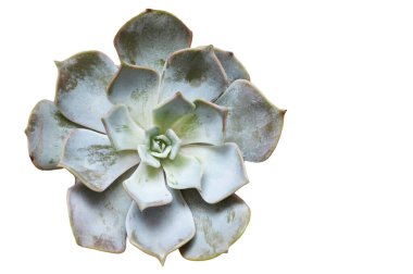 Echeveria bitkisi beyaz arkaplanda izole edilmiş, üst görünüm