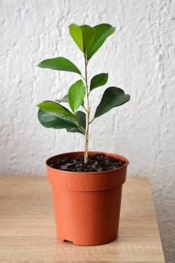 Ficus Benjamin saksıda, yakın plan