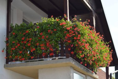 Balkonda kırmızı sardunya çiçekleri.