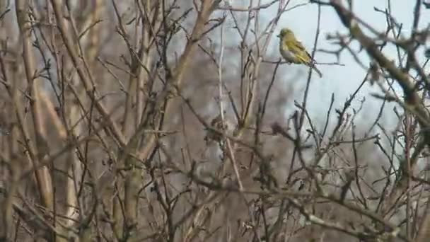Floresta europeia pássaro-Greenfinch Cloro — Vídeo de Stock