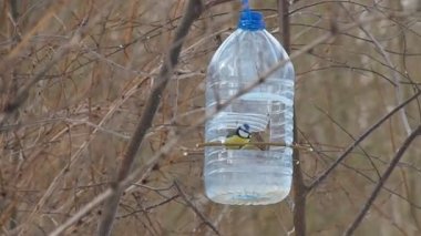 Mavi baştankara (parus caeruleus).
