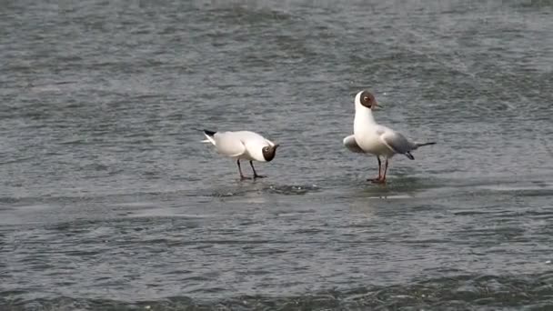 Primavera. Las gaviotas han llegado. Gaviota riendo — Vídeo de stock