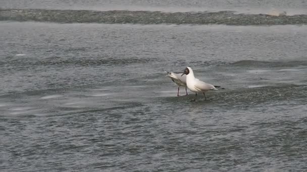 Frühling. Die Möwen sind da. Lachende Möwe — Stockvideo