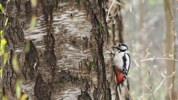 Dendrocopos Major κτυπά στο φλοιό ενός δέντρου με το ράμφος του σε αναζήτηση τροφής — Αρχείο Βίντεο