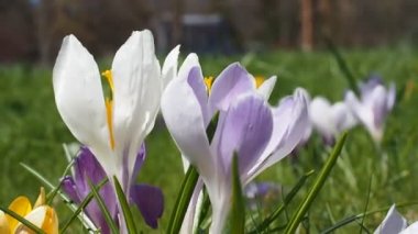 Güneş ışığı renkli timsahlar ve yeşil çimlerle çimlere saçıldı.