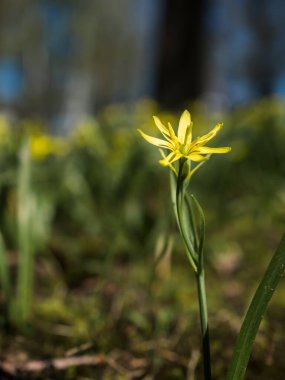 Bahar çayırında kır çiçekleri. Küçük sarı çiçekler Gageya, ya da Kaz yayı ya da Kuş yayı. Kaz soğanının yakın çekimi. Ormanda bahar çiçekleri. Korunan parkta yürü