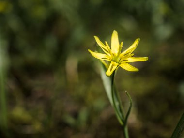 Bahar çayırında kır çiçekleri. Küçük sarı çiçekler Gageya, ya da Kaz yayı ya da Kuş yayı. Kaz soğanının yakın çekimi. Ormanda bahar çiçekleri. Korunan parkta yürü