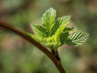 İlk genç ahududu yaprakları. Yeni yapraklara yakın çekim. Baharda ahududu yaprakları. Ormanın doğasında taze ahududu yaprakları. Bulanık arkaplan.