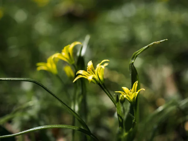 Дикі Квіти Весняному Лузі Маленькі Жовті Квіти Gageya Або Гусячий — стокове фото