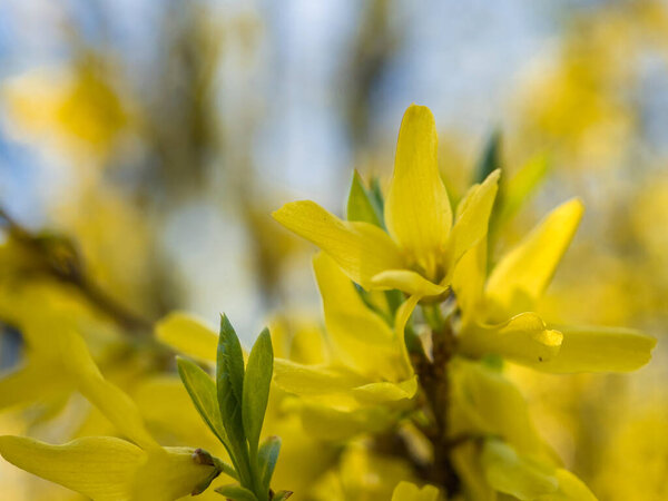 Close-up of yellow forsythia blooming flowers in spring. Forsythia is bushy. Forsythia curb, ornamental deciduous shrub of garden origin. Blooming forsythia in the park
