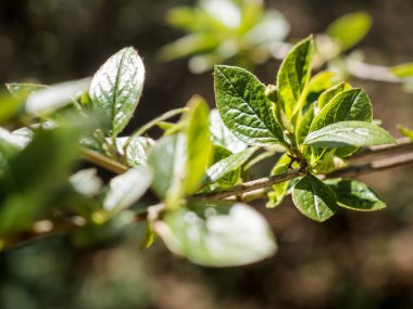 Ağaçlardaki yeni yeşil yaprakları kapatın. Şehirde ilkbahar.