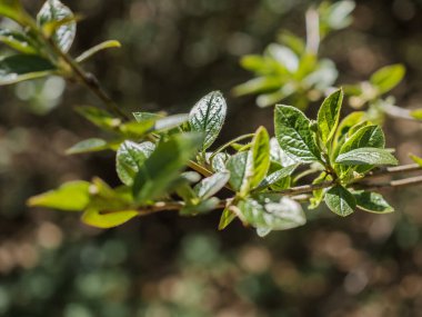 Ağaçlardaki yeni yeşil yaprakları kapatın. Şehirde ilkbahar.