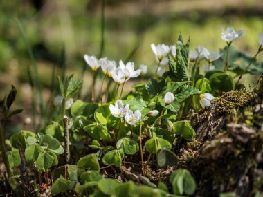Beyaz oksalis çiçeklerine ya da ormandaki yeşil yapraklı tavşan otlarına yakın çekim. Kislitsa yaşlı bir ağaç kütüğünde büyüdü. Çiçekler güneşe doğru çekilir. Oxalis baharda açar Mayıs 'ta.
