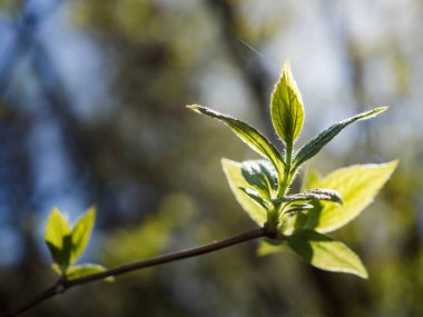 Ağaç dalındaki yeni yaprakların yakın çekimi. Güneş ışığı yeşil yapraklar arasında ışınları iletir. Alışılmadık şekilli yapraklar küçük bir insana benzer..