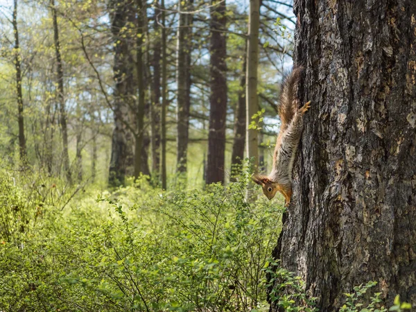 Das Eichhörnchen Sitzt Kopfüber Auf Der Rinde Einer Kiefer Und — Stockfoto