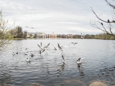 Şehir parkındaki bir gölde martıları beslemek. Su üzerinde martı uçuşu. Fildişi martılar göletteki suda yüzerler. Arka plandaki binalar. Bulutlu