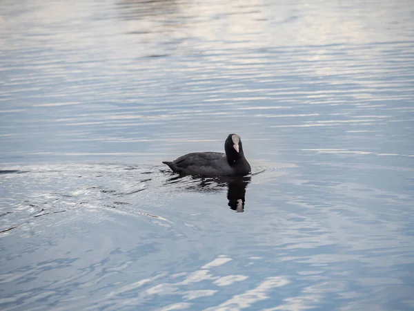 Pássaro Coot Nada Lagoa Cidade Coot Água Pássaro Preto Natureza — Fotografia de Stock