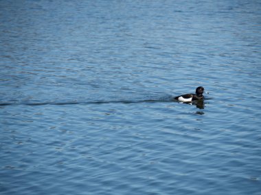 Drake aythya fuligula suda yüzer. Su kuşu. Drake nehirde. Vahşi yaşam
