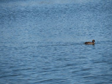 Kahverengi yaban ördeği aythya fuligula suda yüzer. Su kuşu. Mallard nehirde. Vahşi yaşam