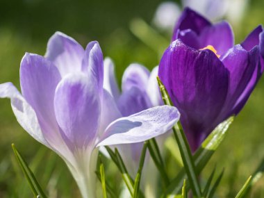 Çiçek açan timsahlara yakın çekim. Baharda çiçek açan timsahlar. Narin çiçek yaprakları. Çok renkli timsahlar. Yeşil çimenli bir çayırda çiçekler. Çiçeklerin leylak ve menekşe renkleri.
