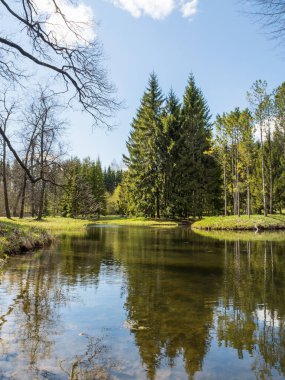 Güzel doğal manzara. Aynalı suyu olan bir nehir. Nehir kıyısında yeşil çimenler ve kozalaklı ağaçlar yetişir. Beyaz bulutlu mavi gökyüzü.