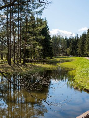 Güzel doğal manzara. Aynalı suyu olan bir nehir. Nehir kıyısında yeşil çimenler ve kozalaklı ağaçlar yetişir. Beyaz bulutlu mavi gökyüzü.