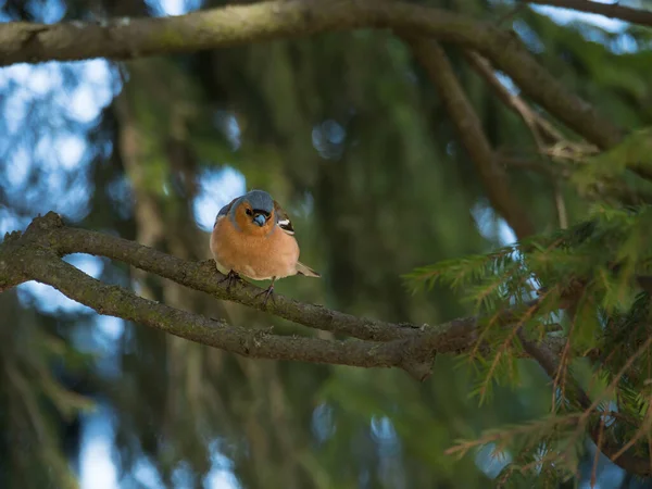 Der Finkenvogel Sitzt Auf Einem Ast Eines Nadelbaums Singvogel Wald — Stockfoto