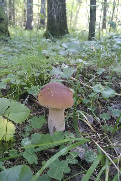 White Mushroom Grows Forest — Stock Photo, Image