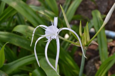 Tayland 'da yetişen beyaz sıra dışı çiçek