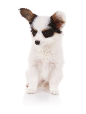 Bebek papillon köpek yavrusu