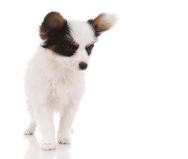 Bebek papillon köpek yavrusu