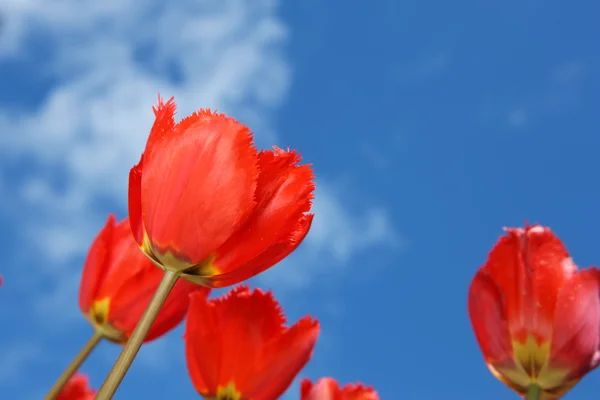 Beautiful blooming Tulips Stock Picture